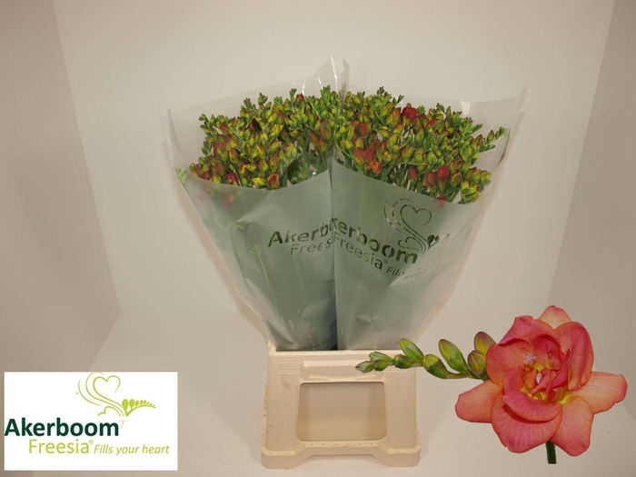 <h4>FREESIA DUB ROMANTIC APRICOT 17 GR.</h4>