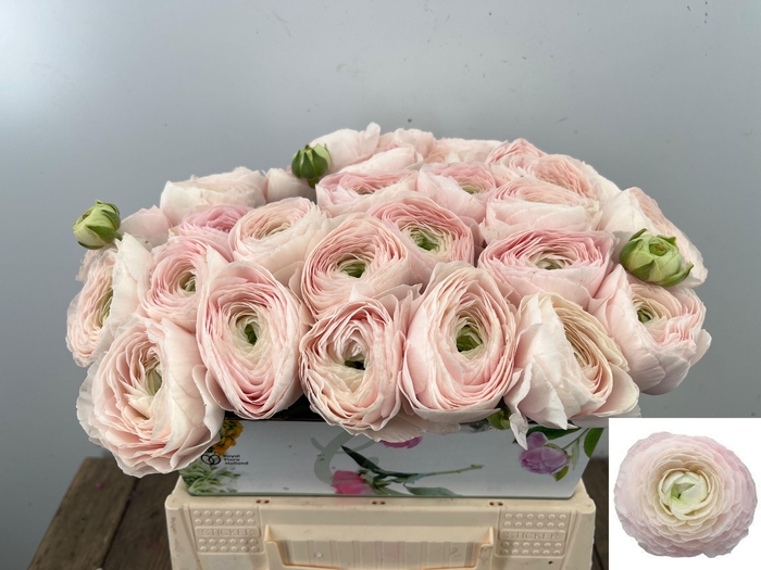 <h4>RAN SU HANOI</h4>