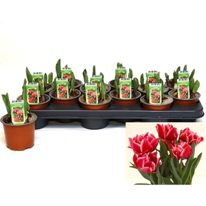 Tulipa DU   ...