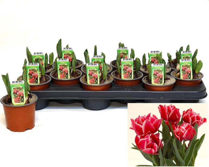 <h4>Tulipa DU ...</h4>