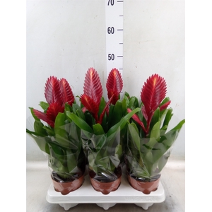 Vriesea  'Porto'