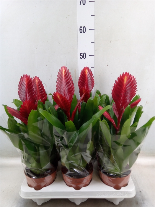 <h4>Vriesea  'Porto'</h4>