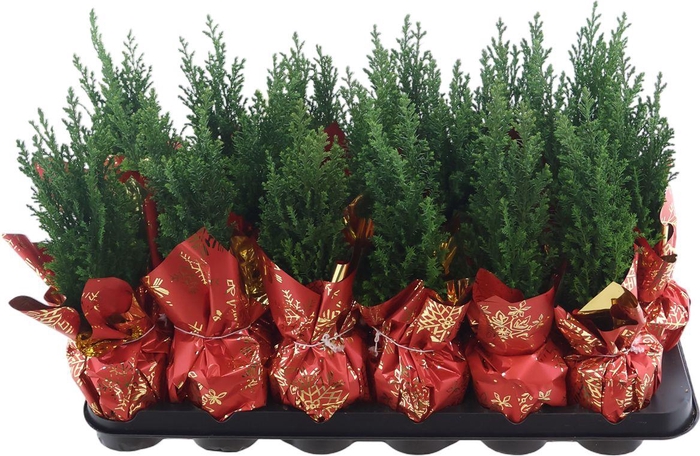 <h4>Cham Law Ellwoodii + Deco</h4>