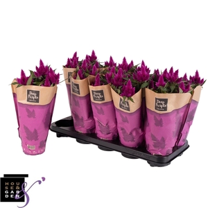 CEL DEEP PURPLE