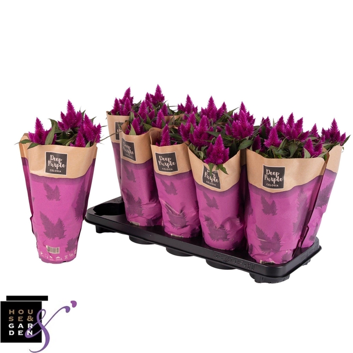 <h4>CEL DEEP PURPLE</h4>