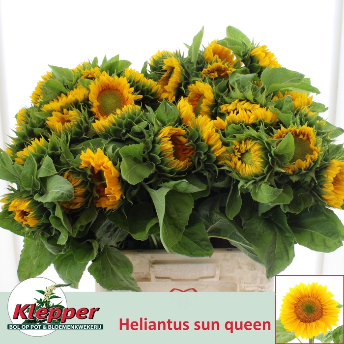 <h4>HELI AN SUNQUEE GOLD</h4>