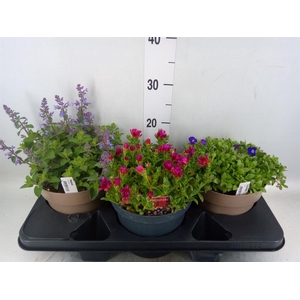Rotsplanten   ...mix   [Rock plant]