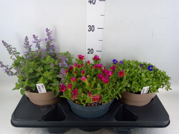 <h4>Rotsplanten   ...mix   [Rock plant]</h4>