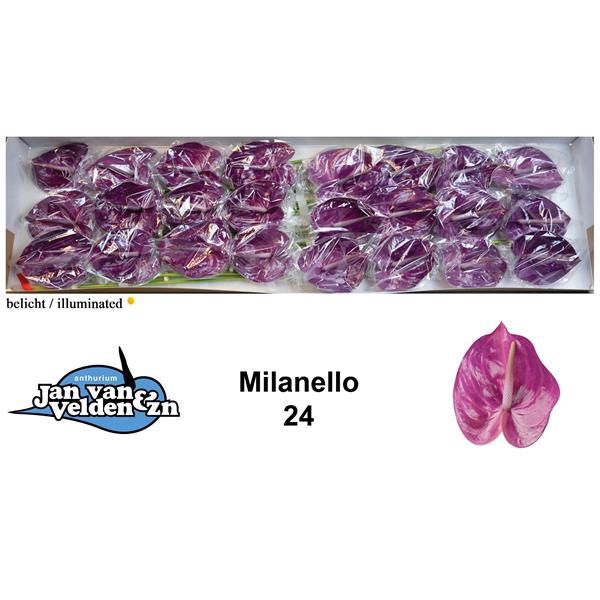 <h4>Anth A Milanello 11 cm X24 Jan van Velden</h4>