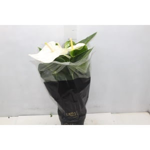 ANTHURIUM ALASKA P17 PREMIUM