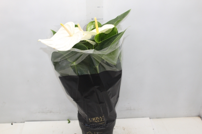 <h4>ANTHURIUM ALASKA P17 PREMIUM</h4>