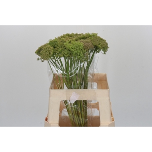 Ammi Visnaga Green Mist