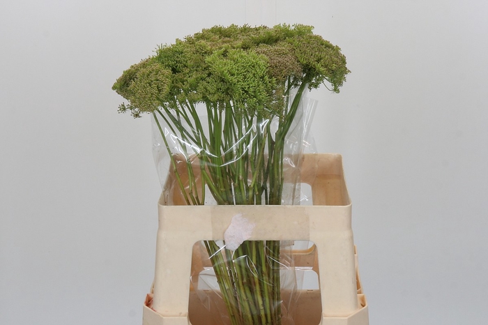 <h4>Ammi Visnaga Green Mist</h4>