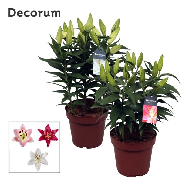 Lilium Oriental Compact Mix 19cm