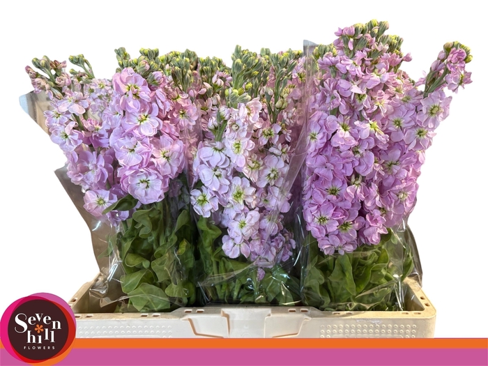 <h4>MATTH MATHILDA PINK</h4>