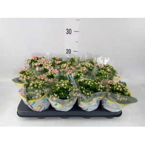 Kalanchoe blos. 'Calandiva Weaver'
