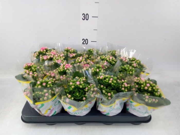 <h4>Kalanchoe blos. 'Calandiva Weaver'</h4>