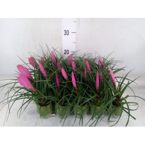 Tillandsia cyanea 'Anita'