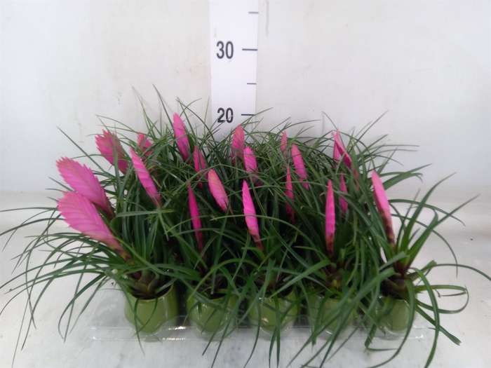 <h4>Tillandsia cyanea 'Anita'</h4>
