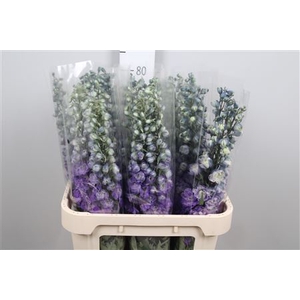 Delph Du Purple Heart