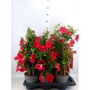 Mandevilla am. 'Diaman Topaze Ver'