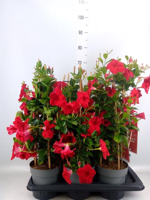 <h4>Mandevilla am. 'Diaman Topaze Ver'</h4>