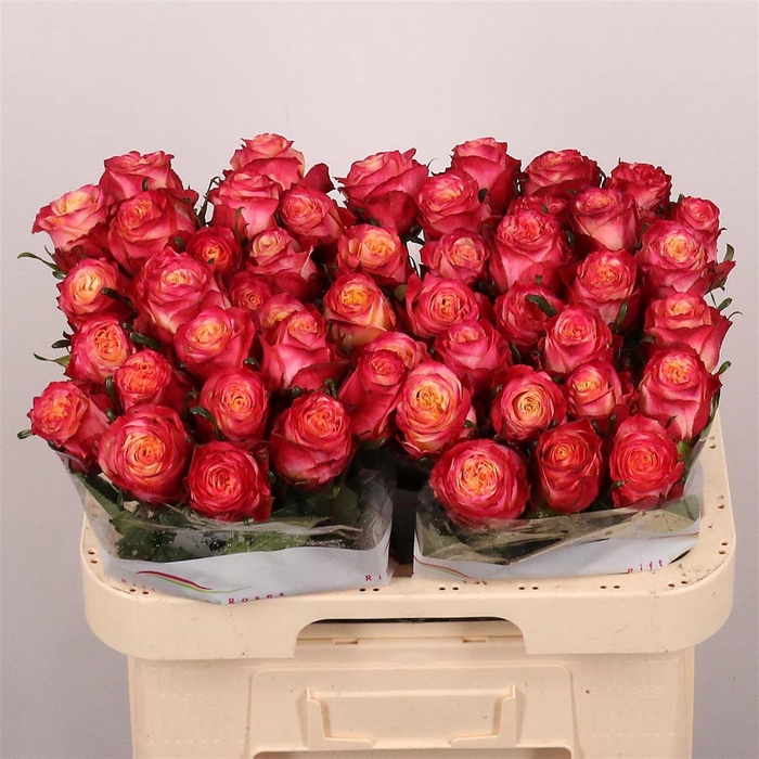 <h4>R Gr Mai Tai</h4>