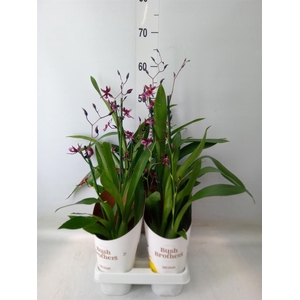 Oncidium   ...