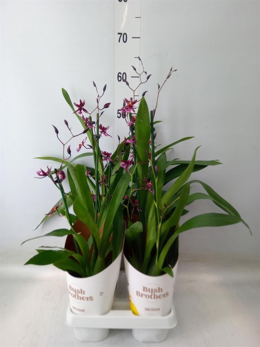 <h4>Oncidium   ...</h4>