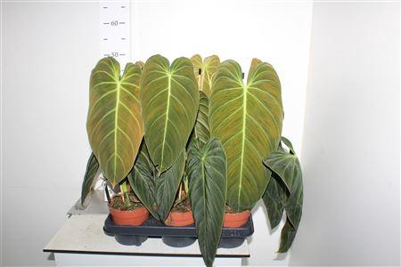 <h4>Phil Melanochrysum</h4>