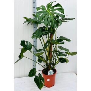 MONSTERA DELICIOSA