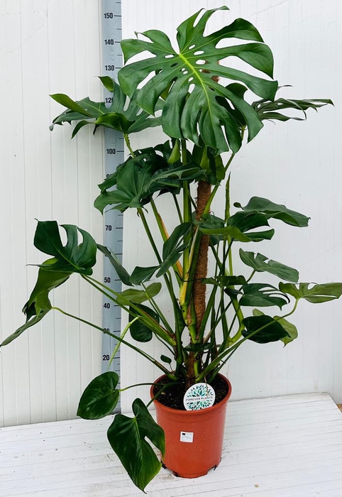 <h4>MONSTERA DELICIOSA</h4>