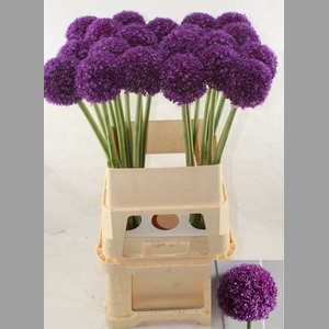ALLIUM AMBASSADOR