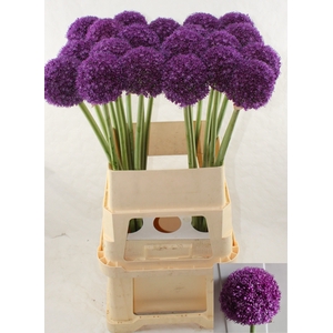 ALLIUM AMBASSADOR