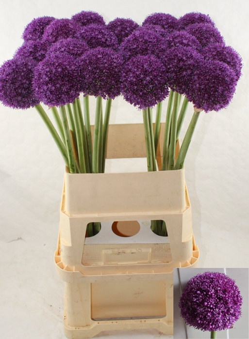 <h4>ALLIUM AMBASSADOR</h4>