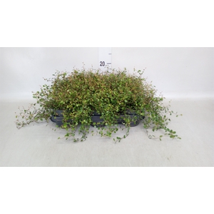 Muehlenbeckia com. 'Mao'ri'