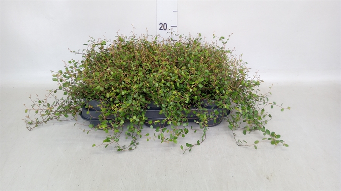 <h4>Muehlenbeckia com. 'Mao'ri'</h4>