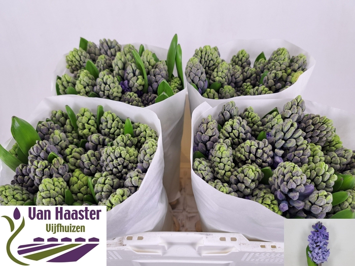 <h4>HYAC DELFT BLUE</h4>