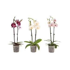 Phal Mix 2T14+
