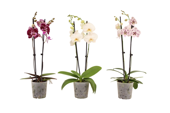 <h4>Phal Mix 2T14+</h4>