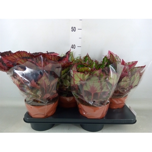 Begonia BD 'Beleaf'   ...mix