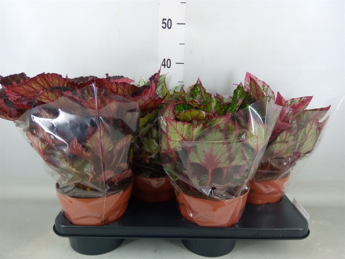 <h4>Begonia BD 'Beleaf'   ...mix</h4>