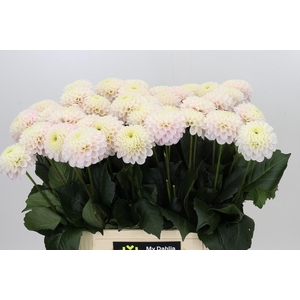 Dahlia Light Wizard
