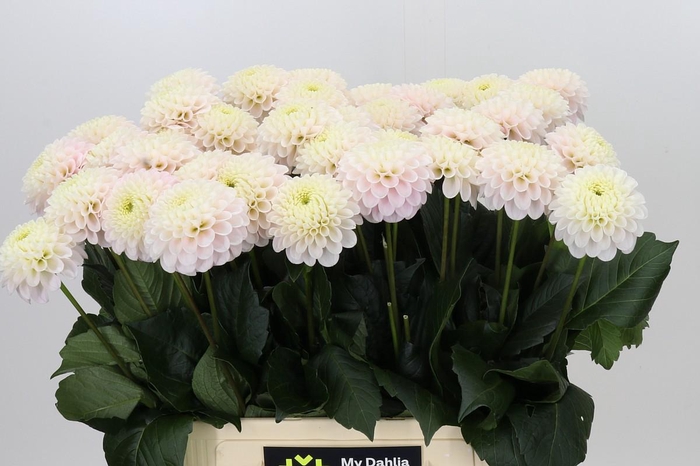 <h4>Dahlia Light Wizard</h4>