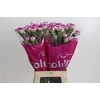 Dianthus St Kino