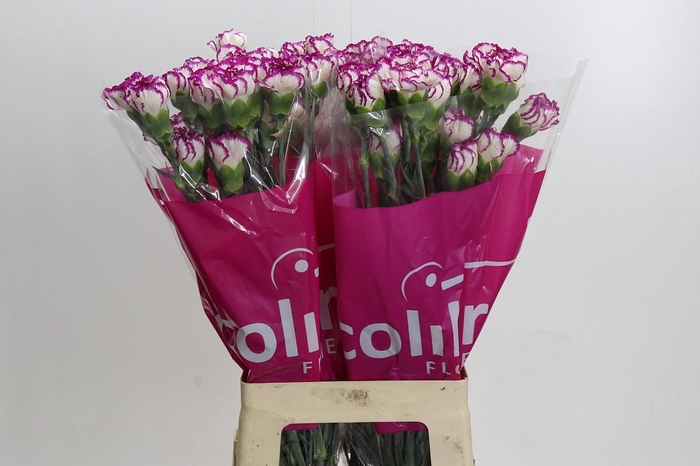 <h4>Dianthus St Kino</h4>