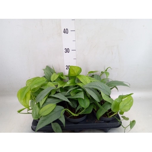 Epipremnum pinn. 'Cebu Blue'