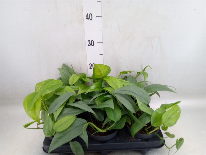 <h4>Epipremnum pinn. 'Cebu Blue'</h4>