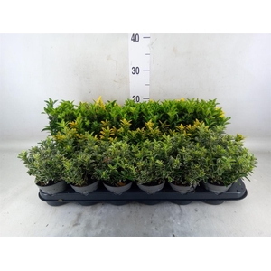 Euonymus japon.   ...mix