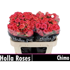 Rosa TR 'Chimo'